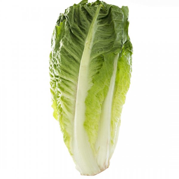 کاهو ایرانی (رسمی) مقدار 1 عدد (حداقل 600 گرم)